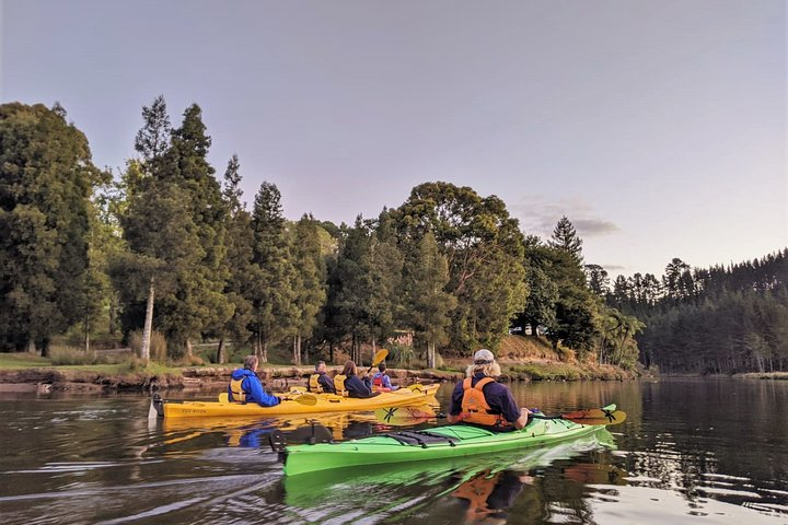 Tauranga: Evening Glowworm Kayak Tour - Photo 1 of 6